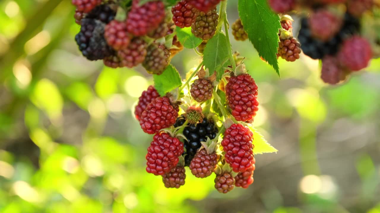 一串串成熟的黑莓、红莓和绿莓在风中摇曳，夏天的灌木上长着露莓。夏天户外的浆果，特写慢动作视频素材