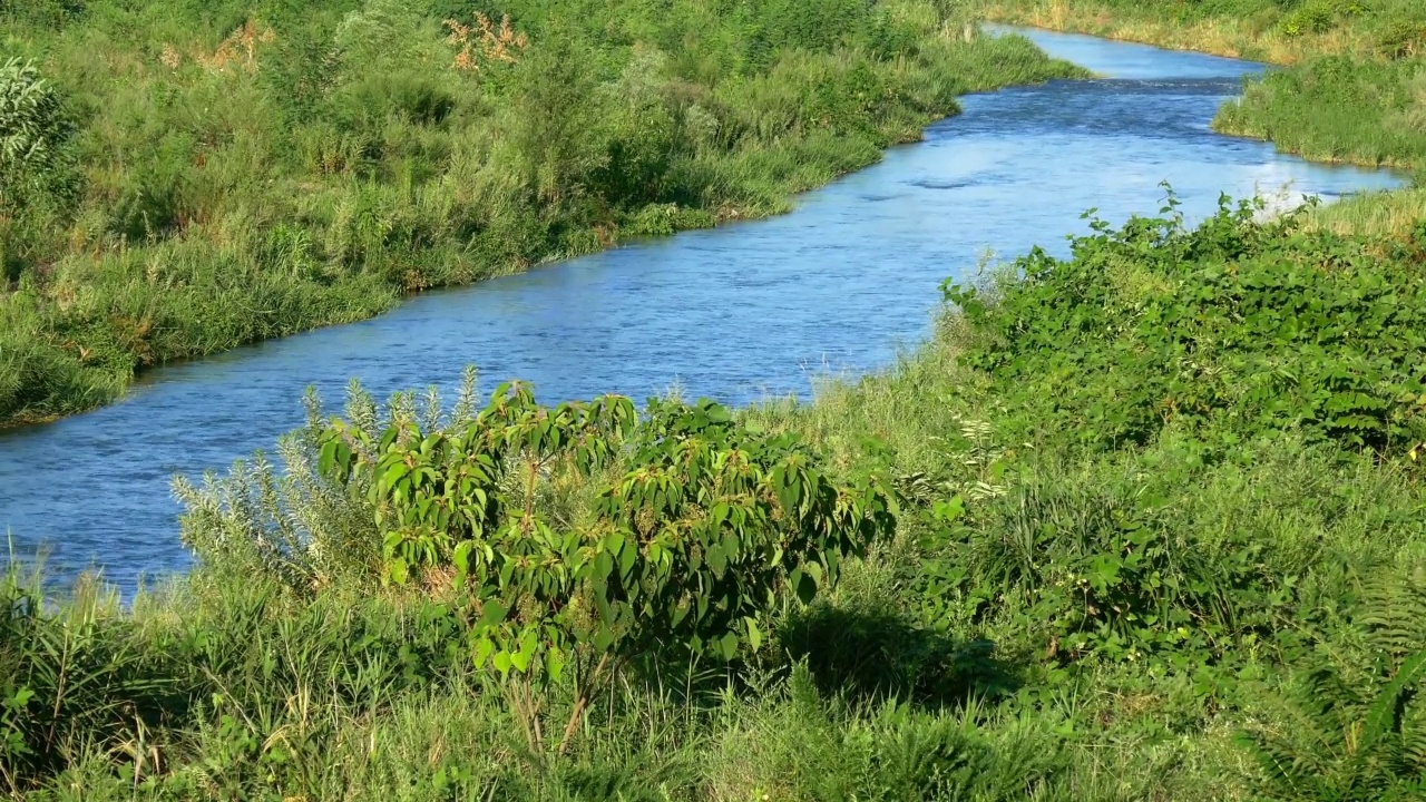 河流流量和河岸植物视频素材