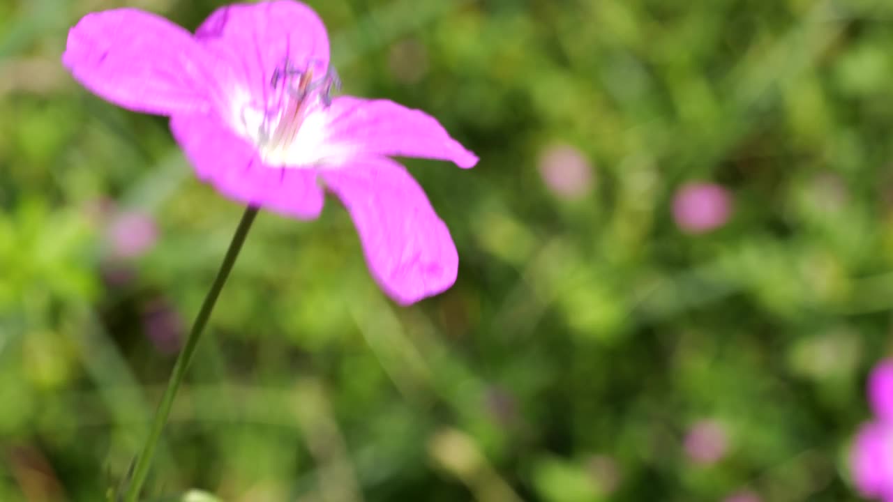 野花天竺葵。夏天拍摄的微距镜头。视频素材