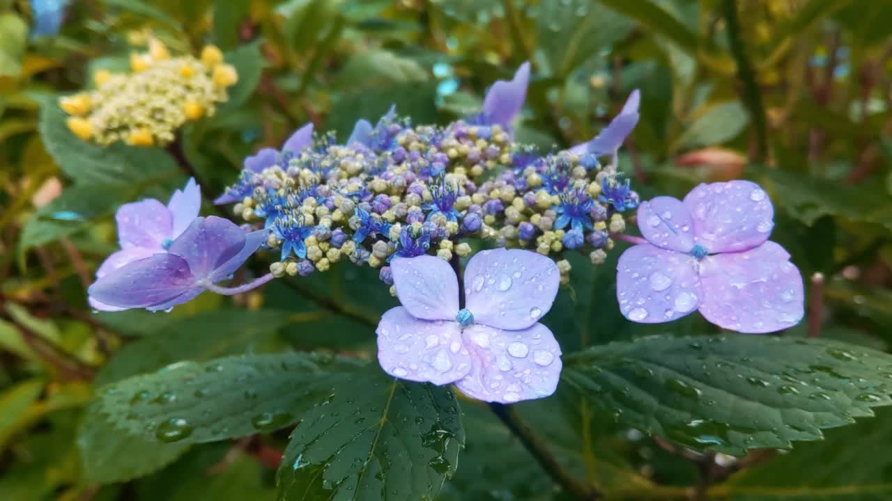 公园或花园中盛开的绣球花的特写。雨后雨滴落在绣球花的枝头。绣球花是Hortensia科开花植物的一个属视频素材