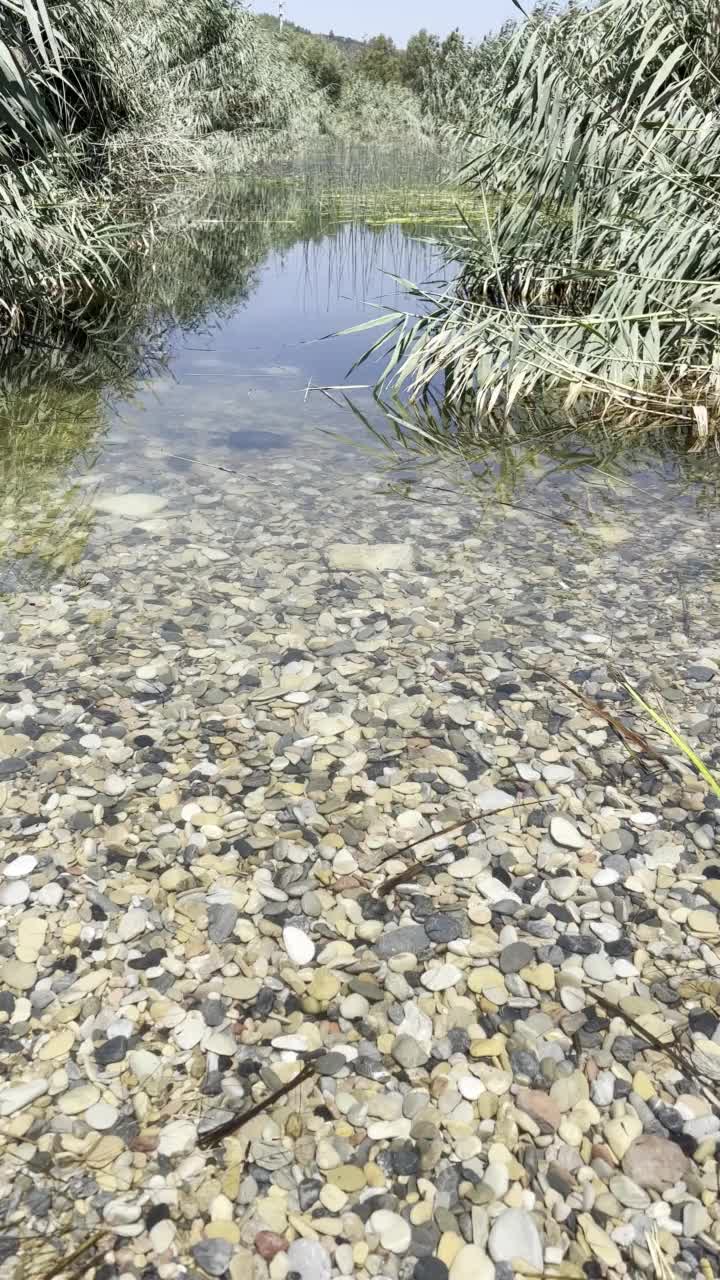 平原上被芦苇环绕的河流。视频素材