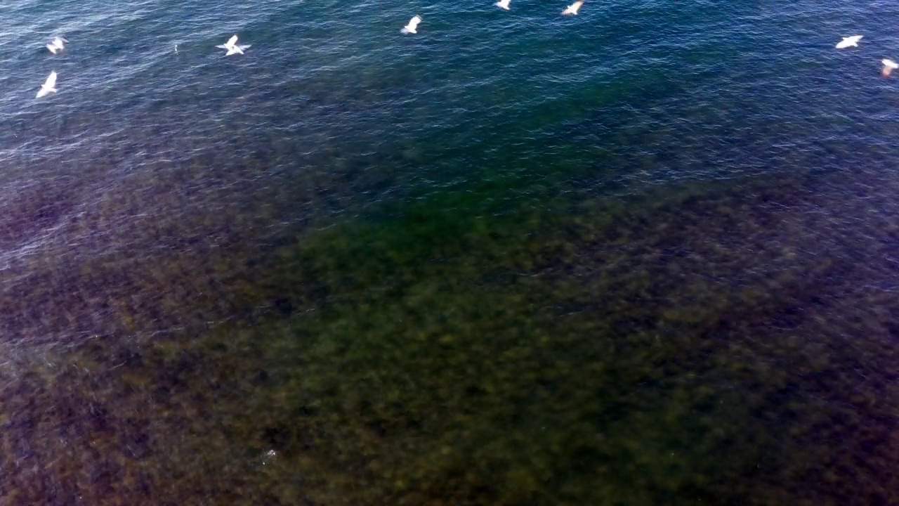 海鸥飞过大海视频素材