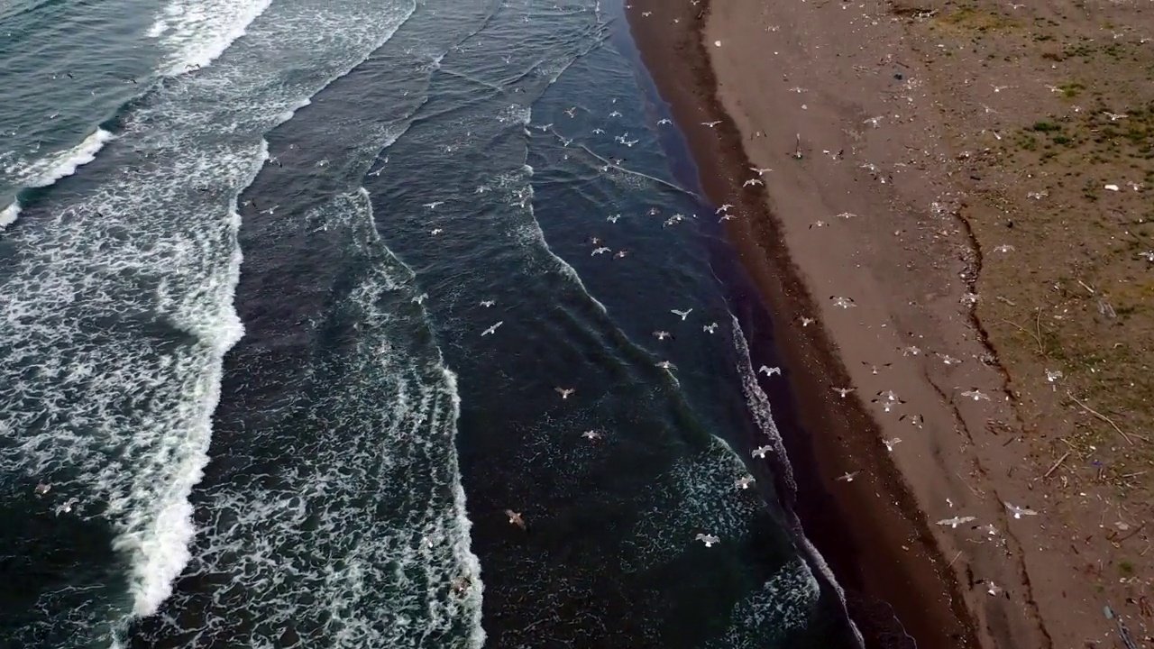 海鸥在海面上飞翔视频素材