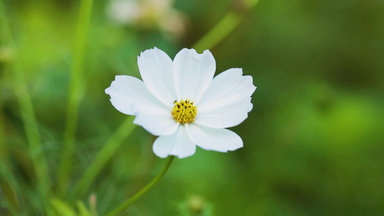 美丽的白色大波斯菊盛开在田野里。白色的大波斯菊在风中摇曳。墨西哥紫菀植物特写视频素材