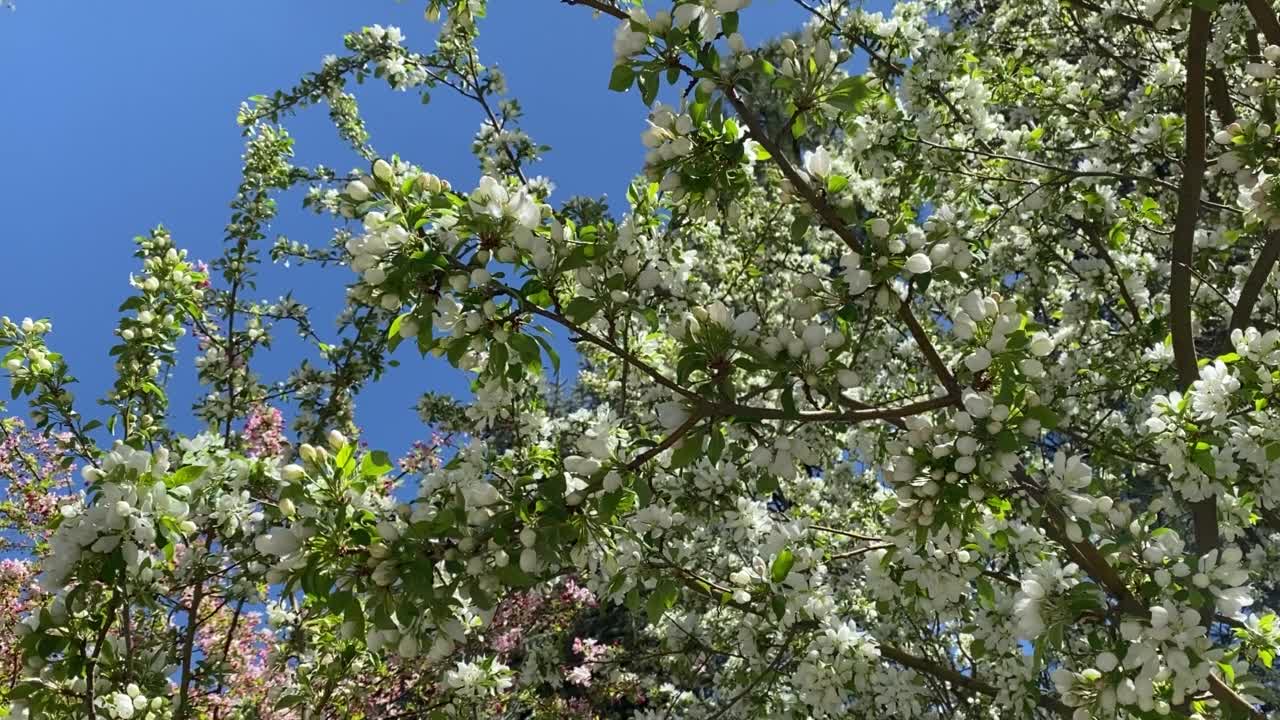 晴天蓝天樱花花树风吹风吹运动花树视频素材