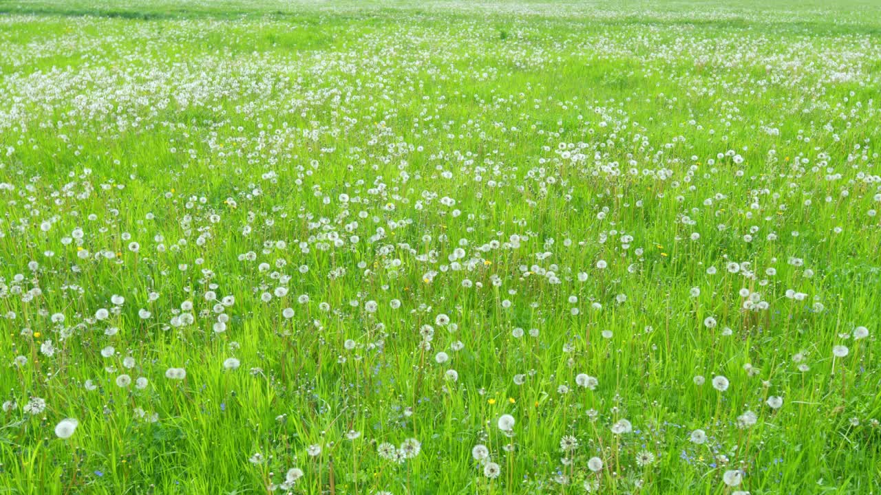 白色蓬松的蒲公英花生长在绿色草地上的草地上。田野里成熟的蒲公英。广角镜头。视频素材