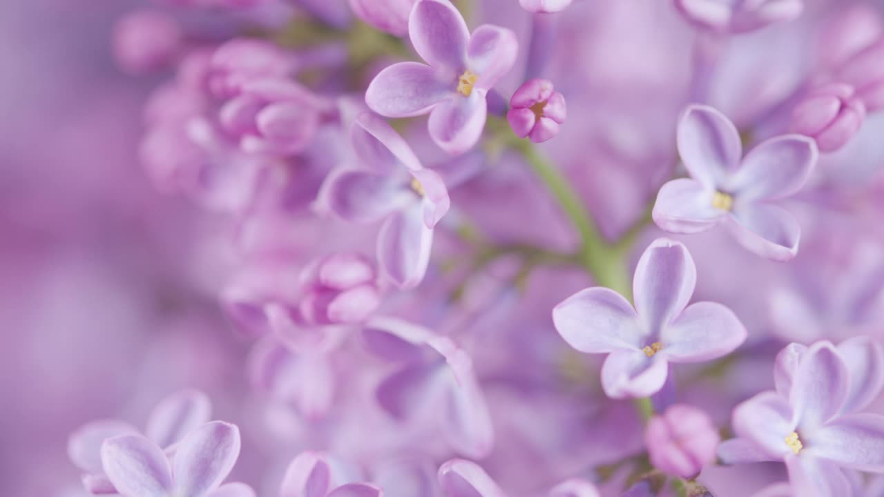 朵朵紫丁香花。花香浪漫的春天背景。紫丁香寻常的。平底锅。视频素材