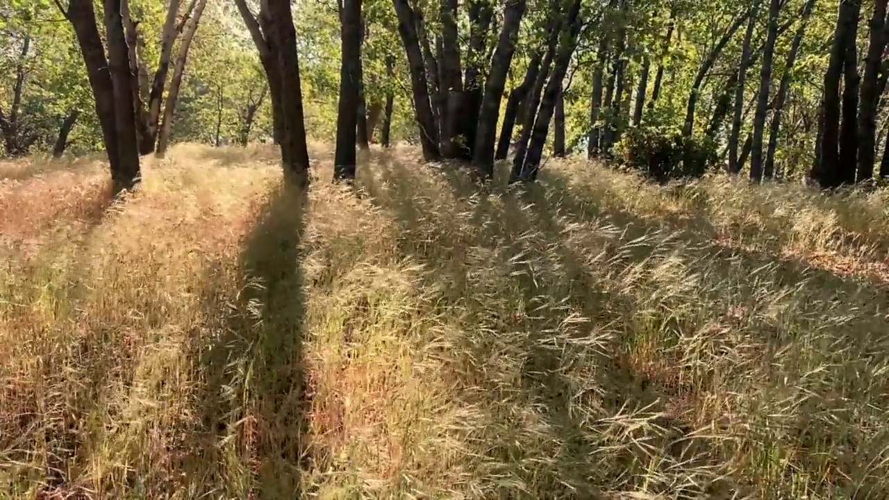 太阳阳光秋天森林树木林地公园山坡阳光下午阳光微风风视频素材