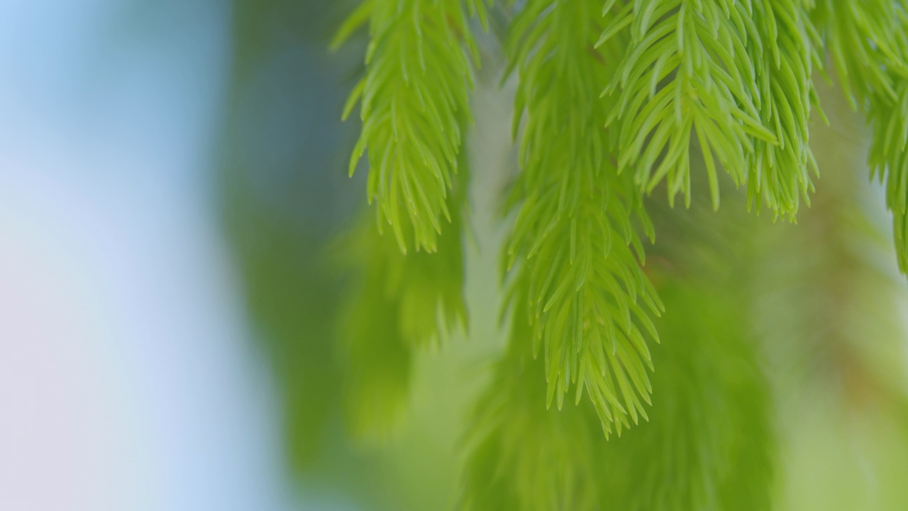 一棵圣诞树的嫩枝。云杉幼芽，天然森林背景。缓慢的运动。视频素材