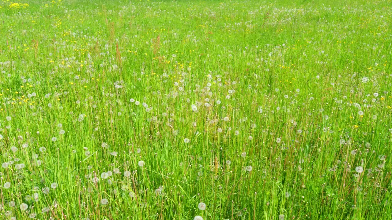 绿色的草地。春天的大蒲公英田。美丽的大自然。视频素材