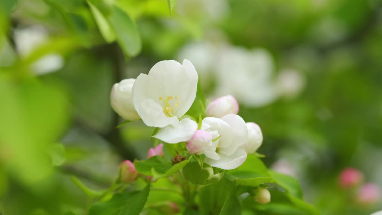 开花的苹果白花树的自然背景。繁盛开花的苹果树。视频素材