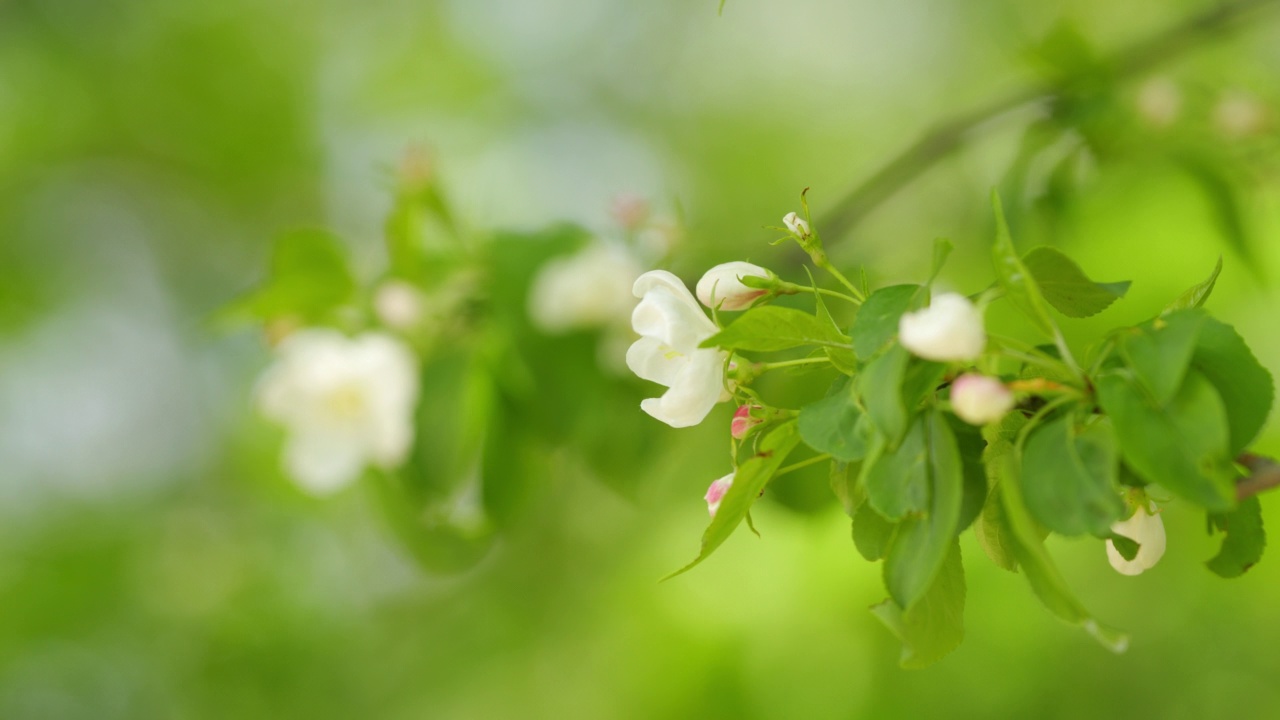 苹果园、种植园的苹果树枝上有苹果花。白树花在春天的花园里盛开。视频素材