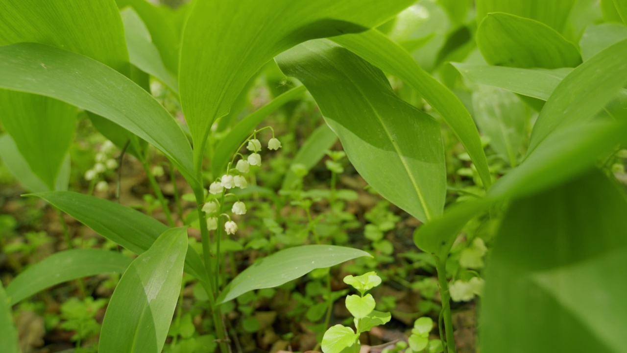 林中山谷里的百合花被风吹动。铃兰属马贾利。静态视图。视频素材