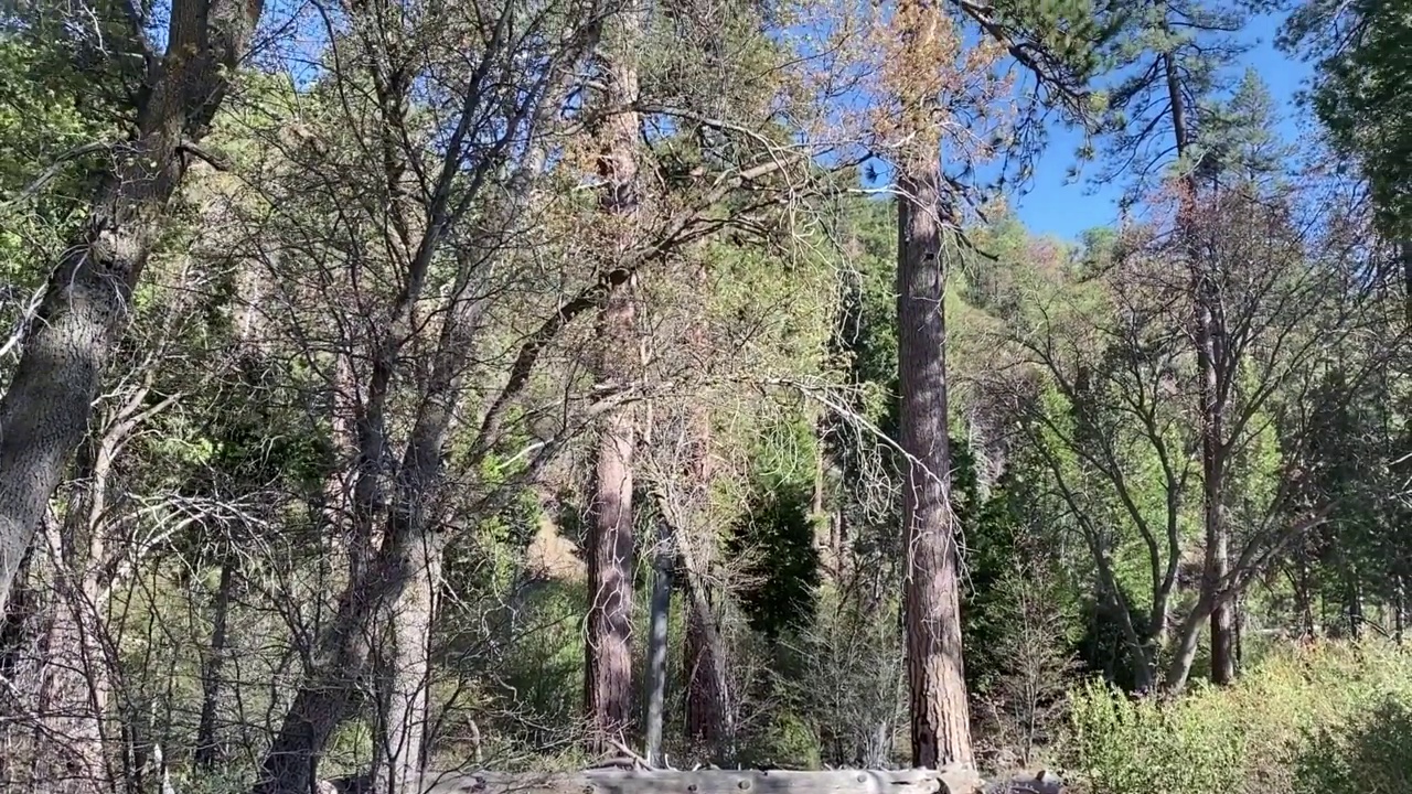 淘金运动森林树木山脉徒步旅行步道徒步路径清理林地树顶视频素材