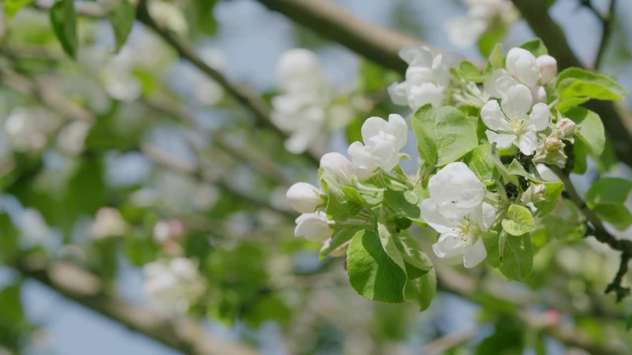 开花的苹果树，以蓝天为背景。美丽的自然景观和盛开的树木。视频素材