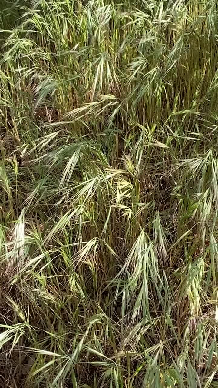 垂直多风的后院野草吹风天气院子视频素材