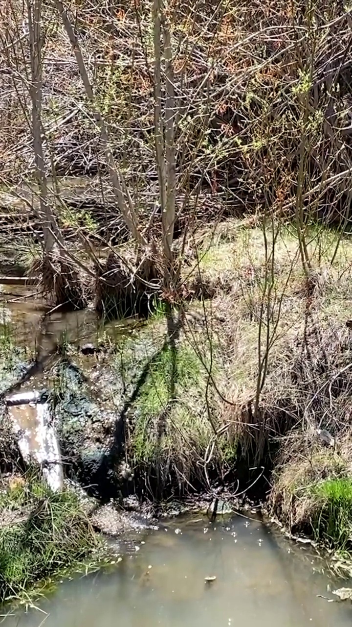 垂直山泉水小溪徒步旅行自然森林好视频素材