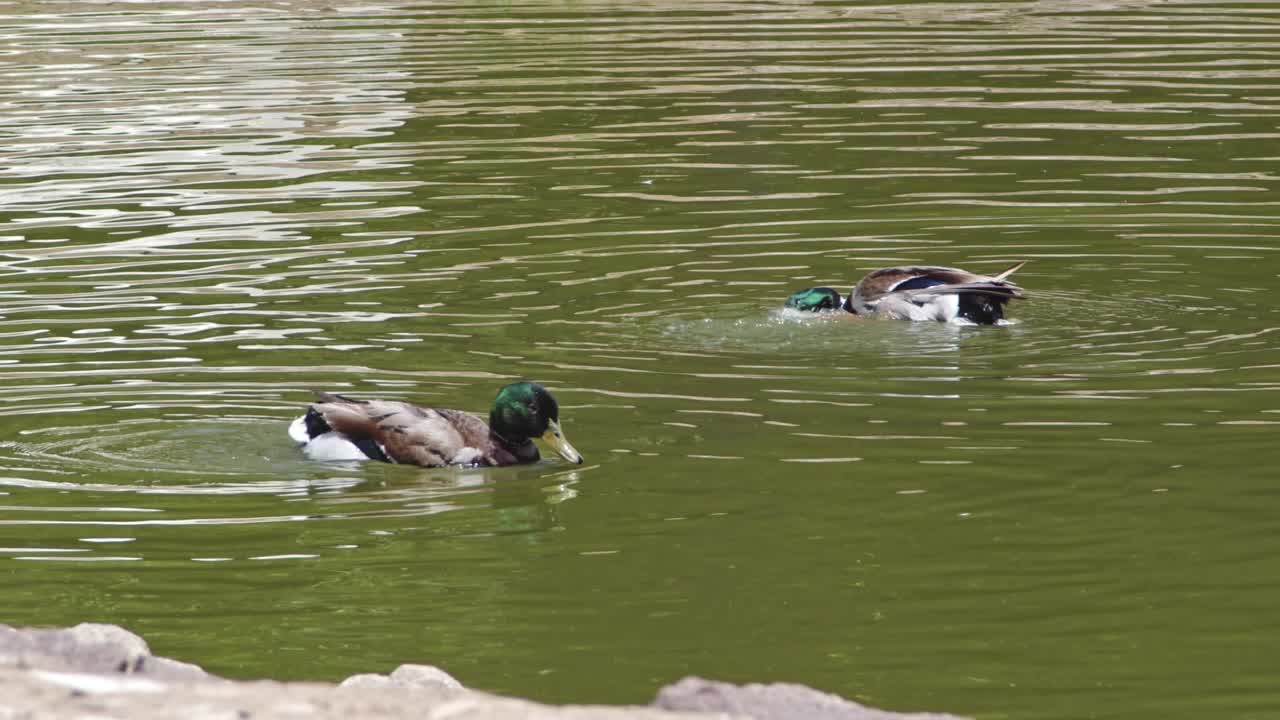 两只野鸭在湖里游泳视频素材