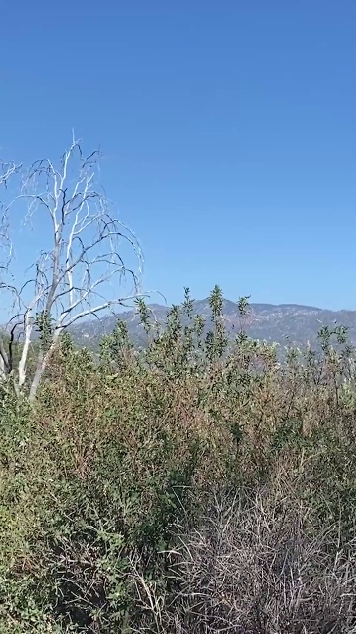 垂直公园旅行山景树冒险远足自然小径山山坡视频素材