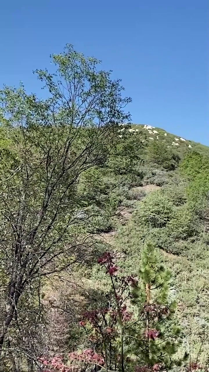 山景山坡树木冒险垂直公园旅行远足自然步道山视频素材