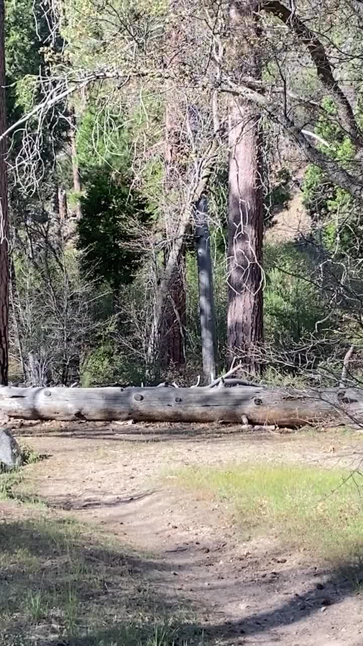 垂直平移徒步旅行小径高大的树山冒险自然公园小径视频素材