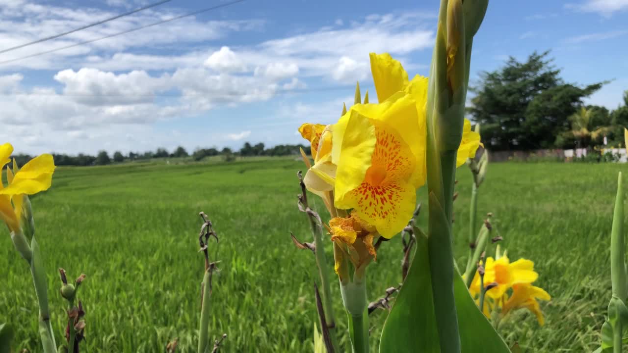 黄色的花视频下载