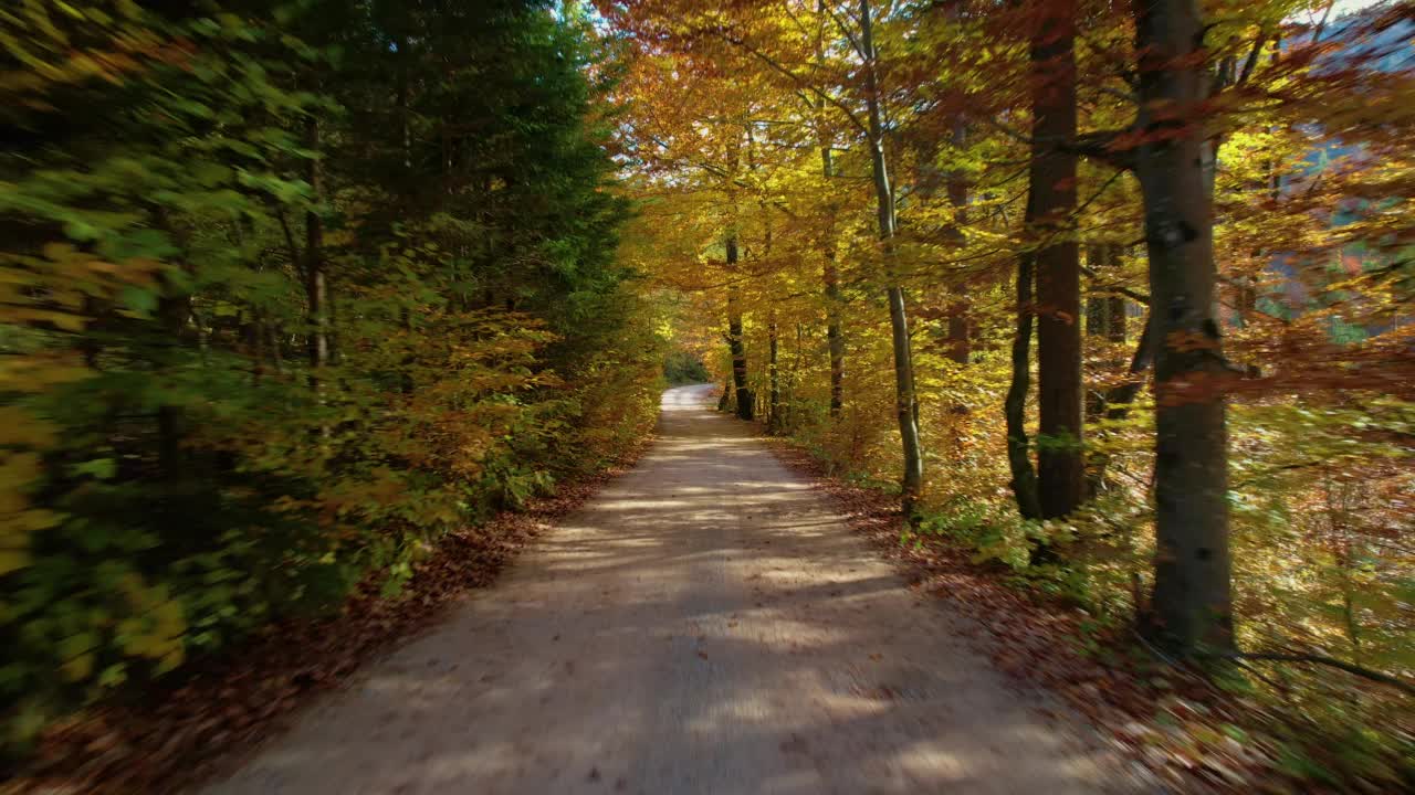 沿着道路前行，穿过郁郁葱葱的森林，在秋天的色彩中呈现出鲜明的色调视频素材