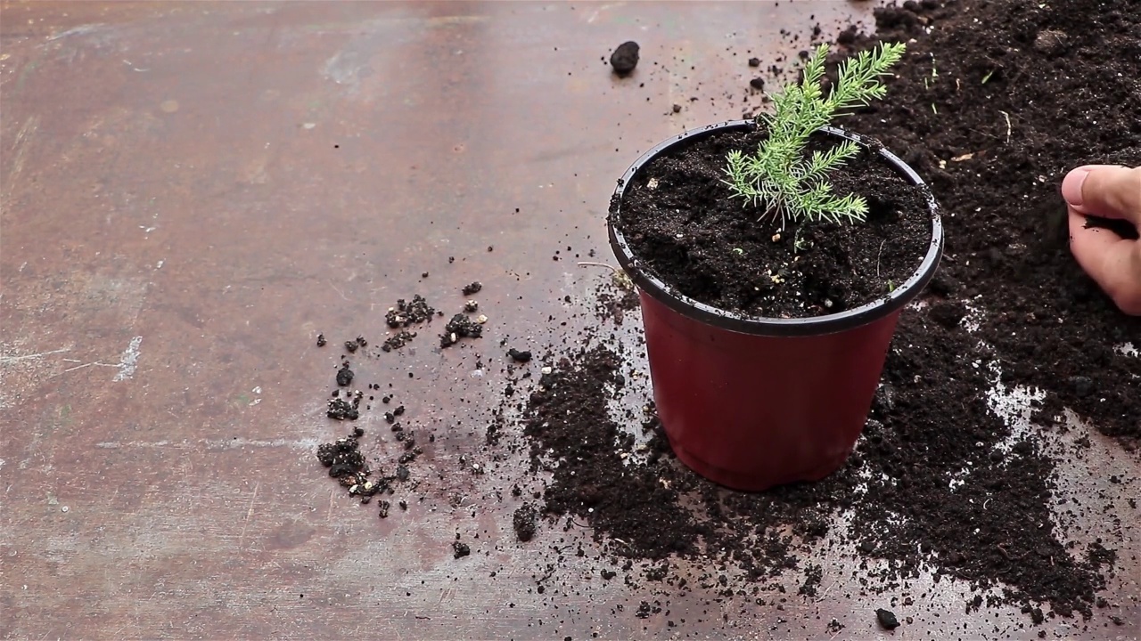 人工在新花盆中重新种植红杉幼树-种植针叶树的概念视频素材