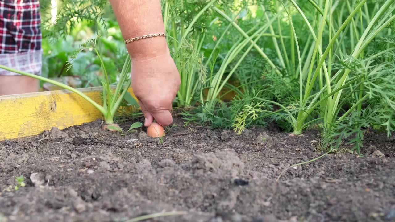 女性的手从土壤中拔出新鲜的胡萝卜。视频素材