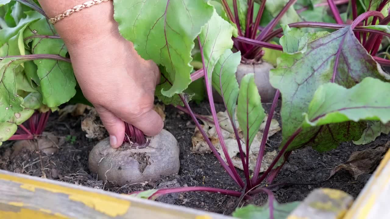 女性的手从土壤中拔出新鲜的甜菜。视频素材