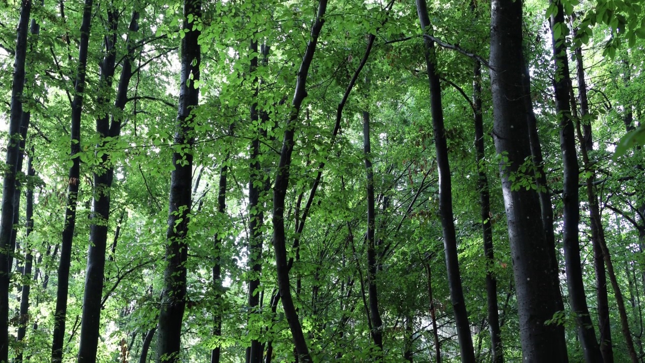 山毛榉林木景观，倾斜向下运动背景。视频素材