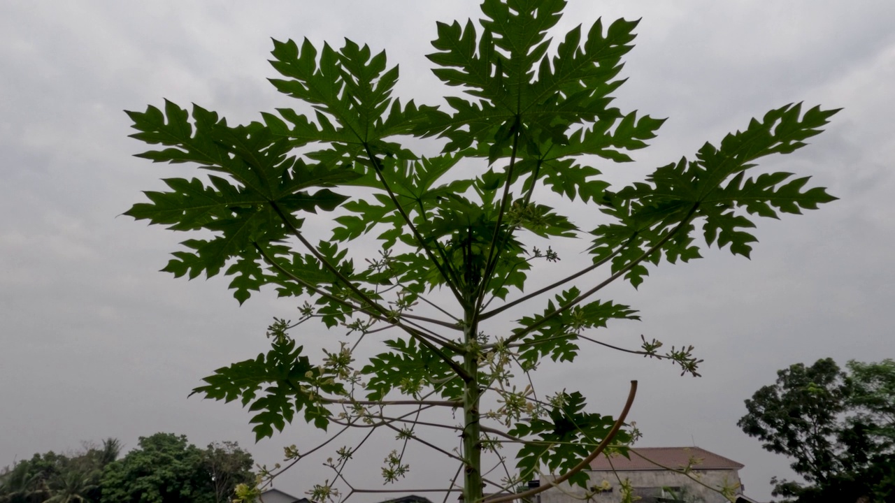 木瓜树长有雌花即会变成果实，花朵授粉后变成果实视频素材