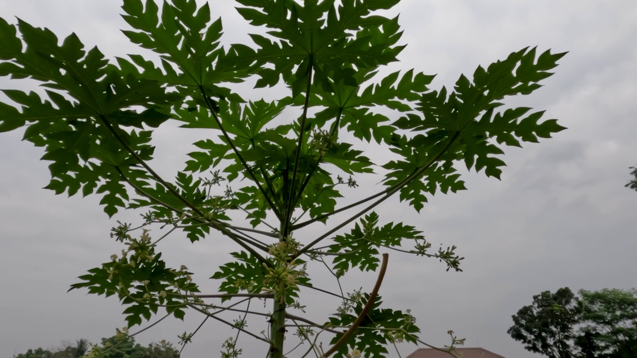 木瓜树长有雌花即会变成果实，花朵授粉后变成果实视频素材