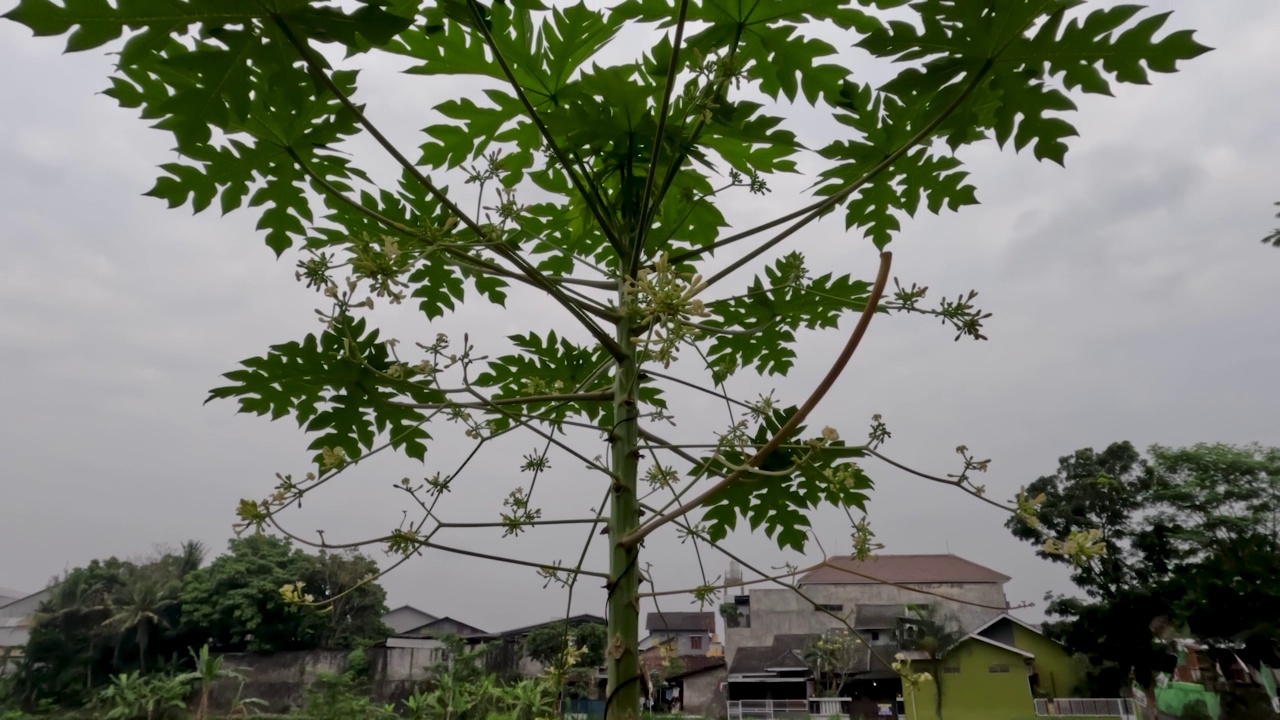 木瓜树长有雌花即会变成果实，花朵授粉后变成果实视频素材