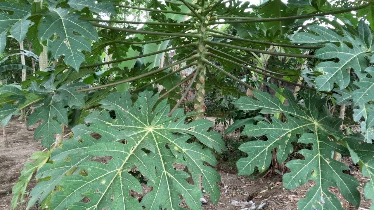 木瓜树长有雌花即会变成果实，花朵授粉后变成果实视频素材