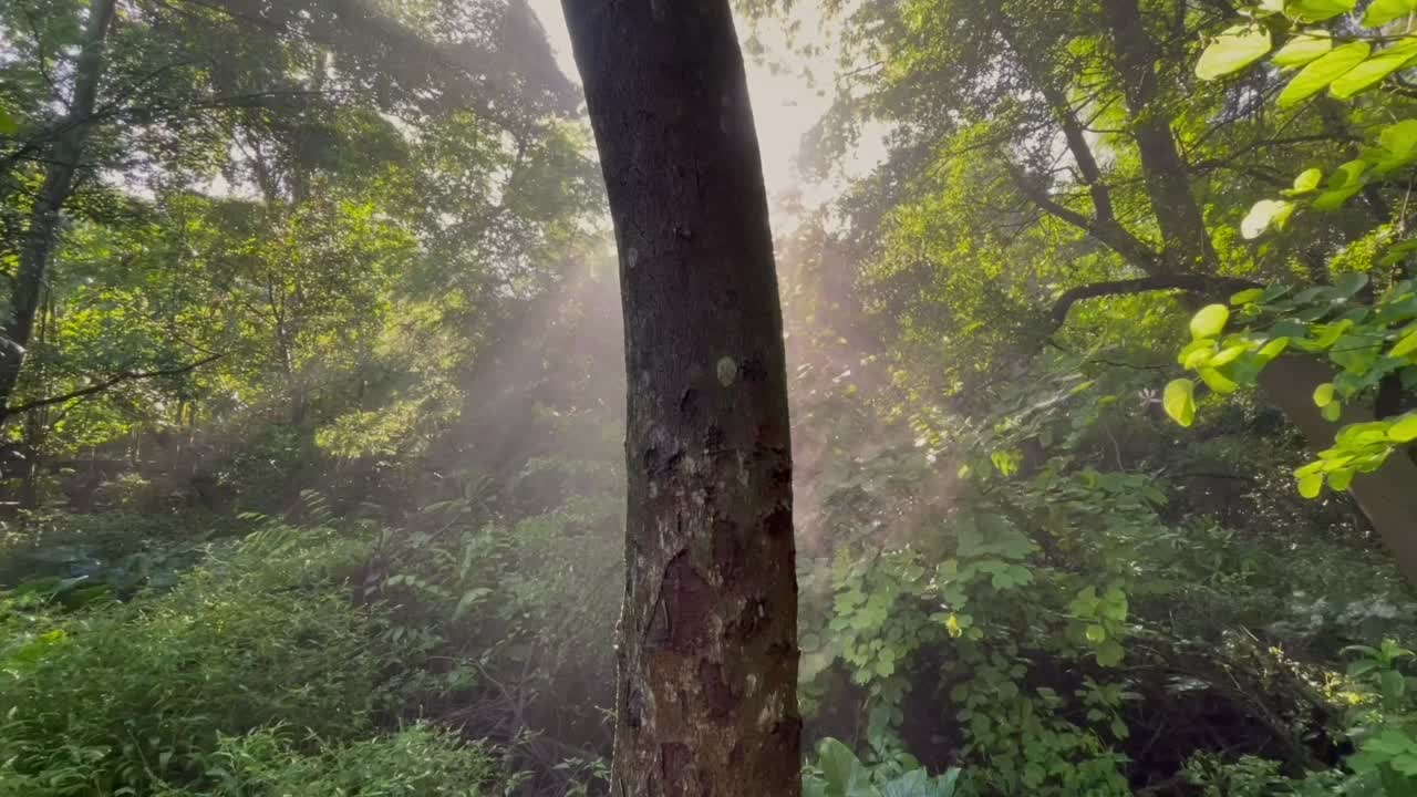 森林之光视频素材