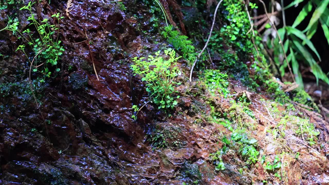 长满青苔的岩石和美丽清澈的小溪视频素材