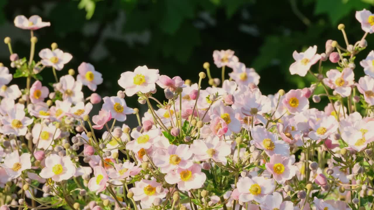 海葵粳稻。自然背景。粉红色的日本银莲花在户外阳光下盛开视频素材