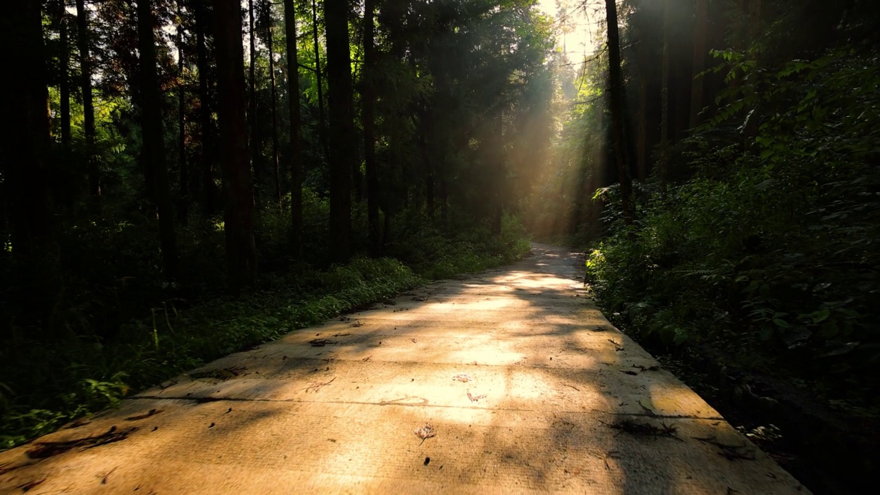 晨光穿过森林的道路视频素材