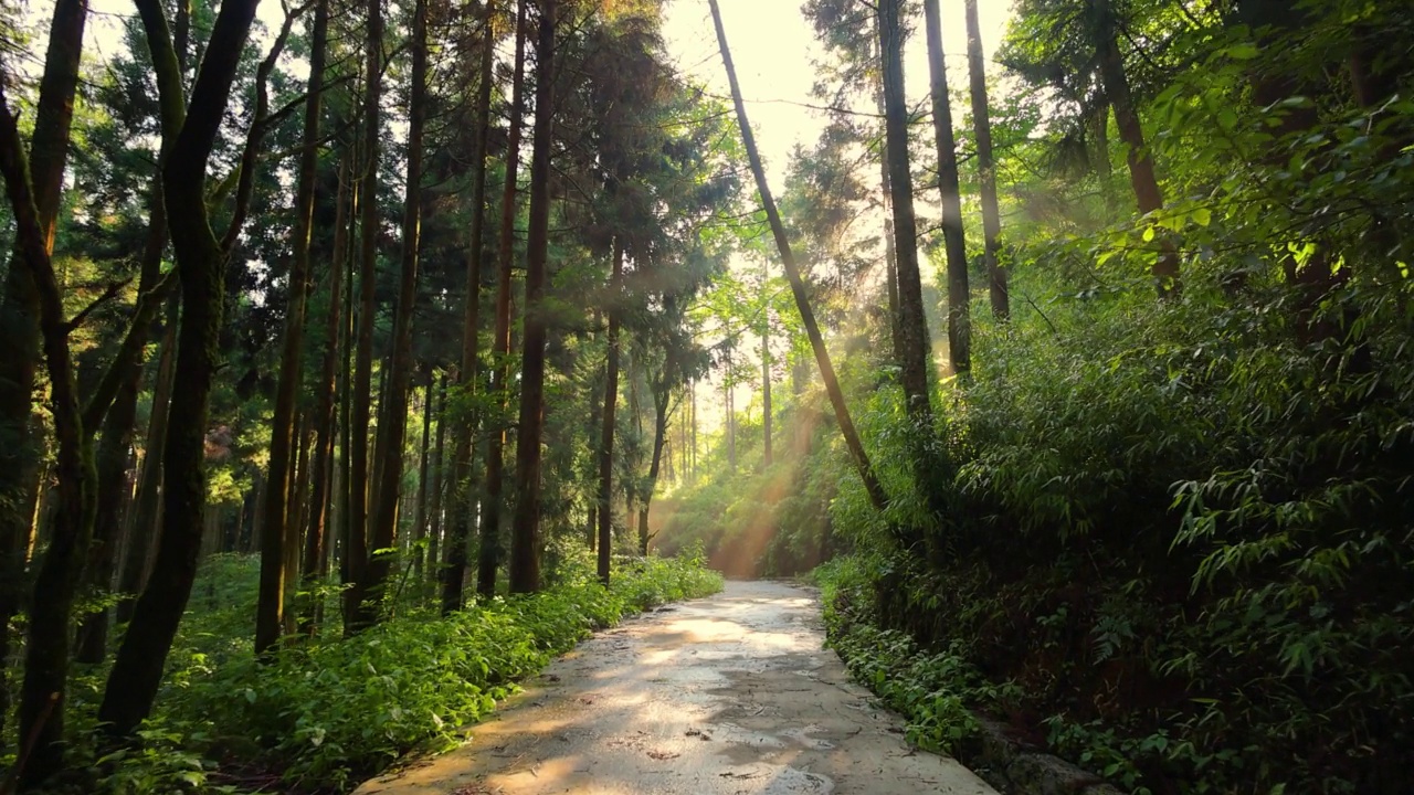 通过森林的路视频素材