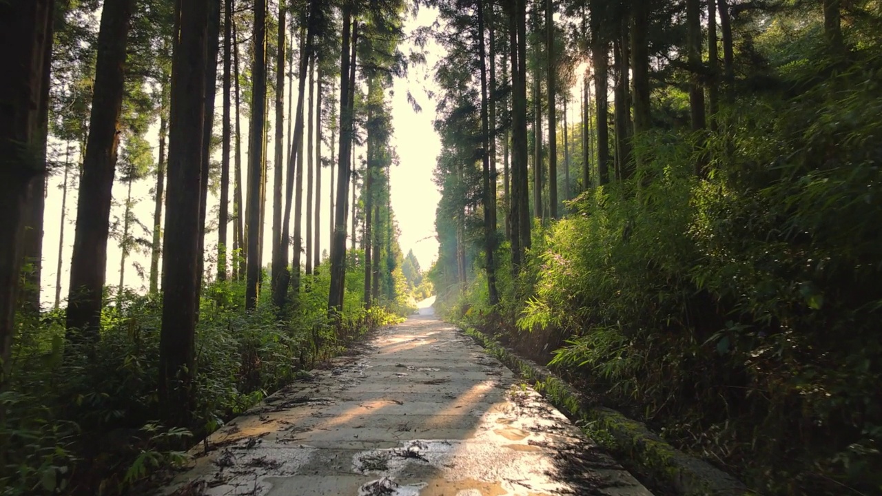 通过森林的路视频素材