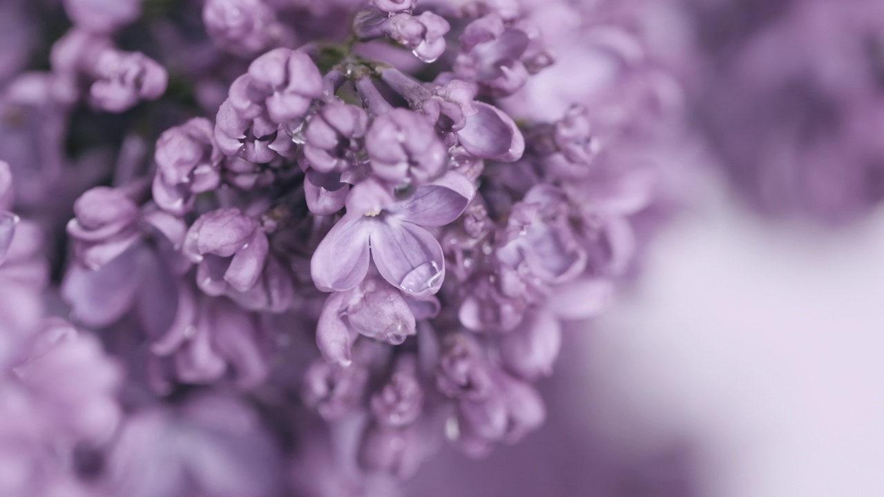 雨下美丽的丁香花。自然背景。水滴落在春花上。花卉浪漫的背景。枝头盛开丁香花。下雨了。开花紫丁香。特写，选择性聚焦，慢镜头视频素材