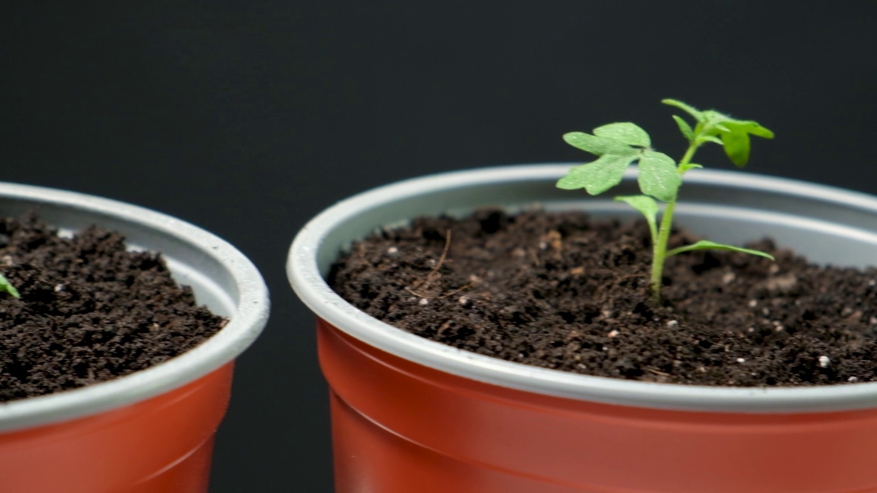 从种子开始，一步一步地种植西红柿。步骤10 -种植幼苗。视频素材