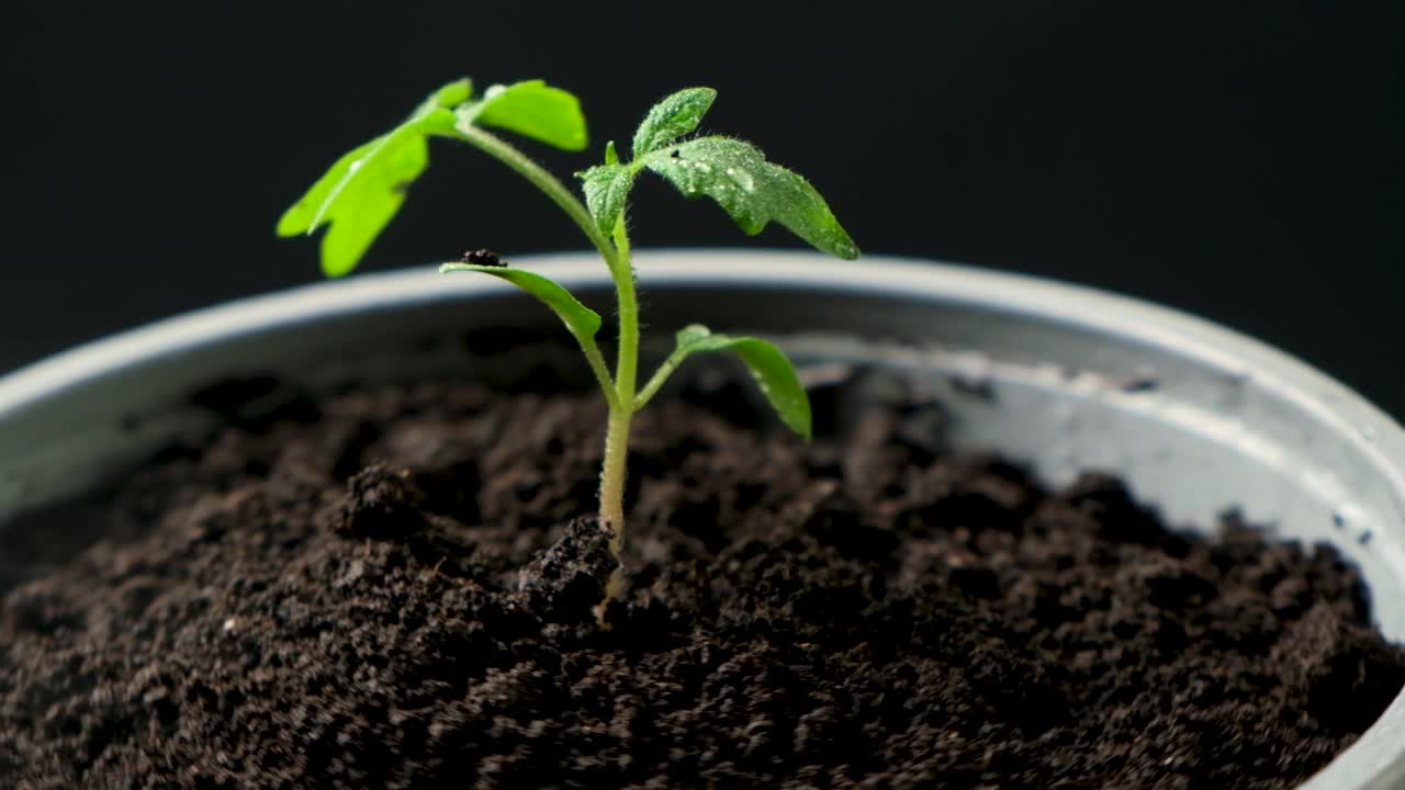 从种子开始，一步一步地种植西红柿。步骤10 -在花盆中浇水。视频素材