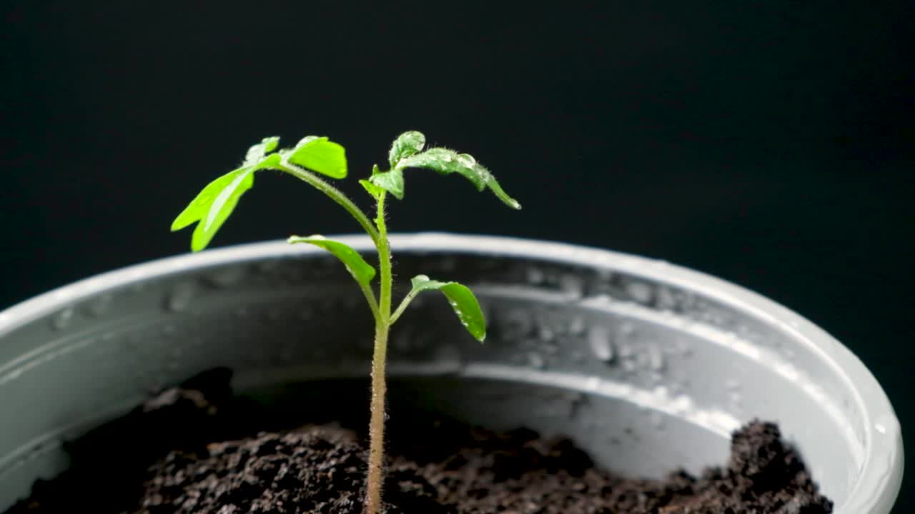 从种子开始，一步一步地种植西红柿。步骤10 -种植幼苗。视频素材