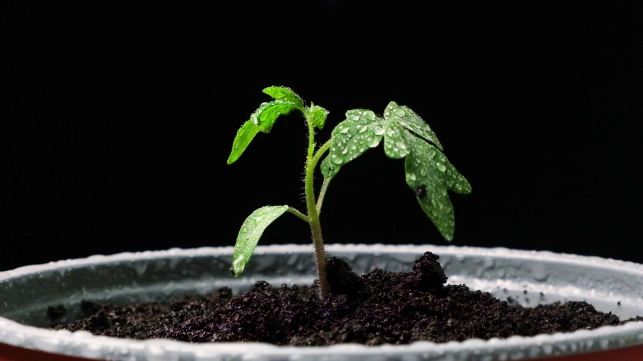 从种子开始，一步一步地种植西红柿。步骤10 -在花盆中浇水。视频素材