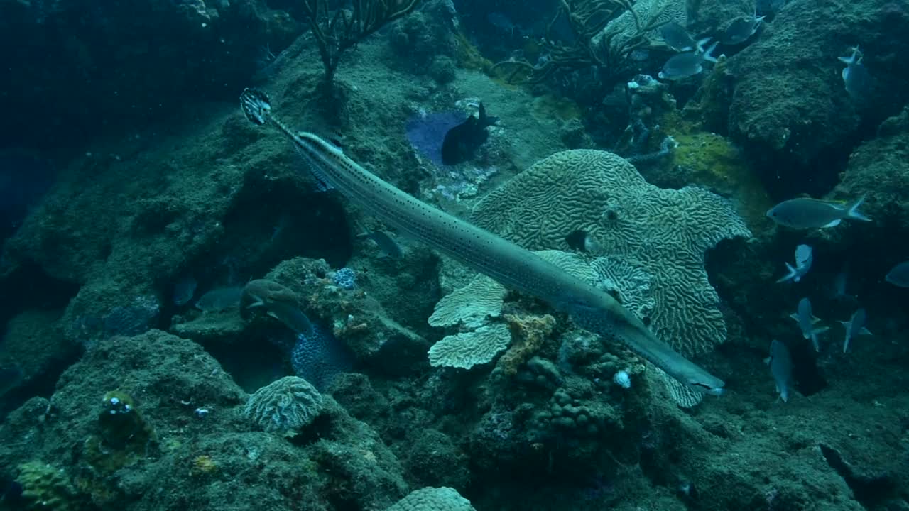 Trumpetfish。视频素材