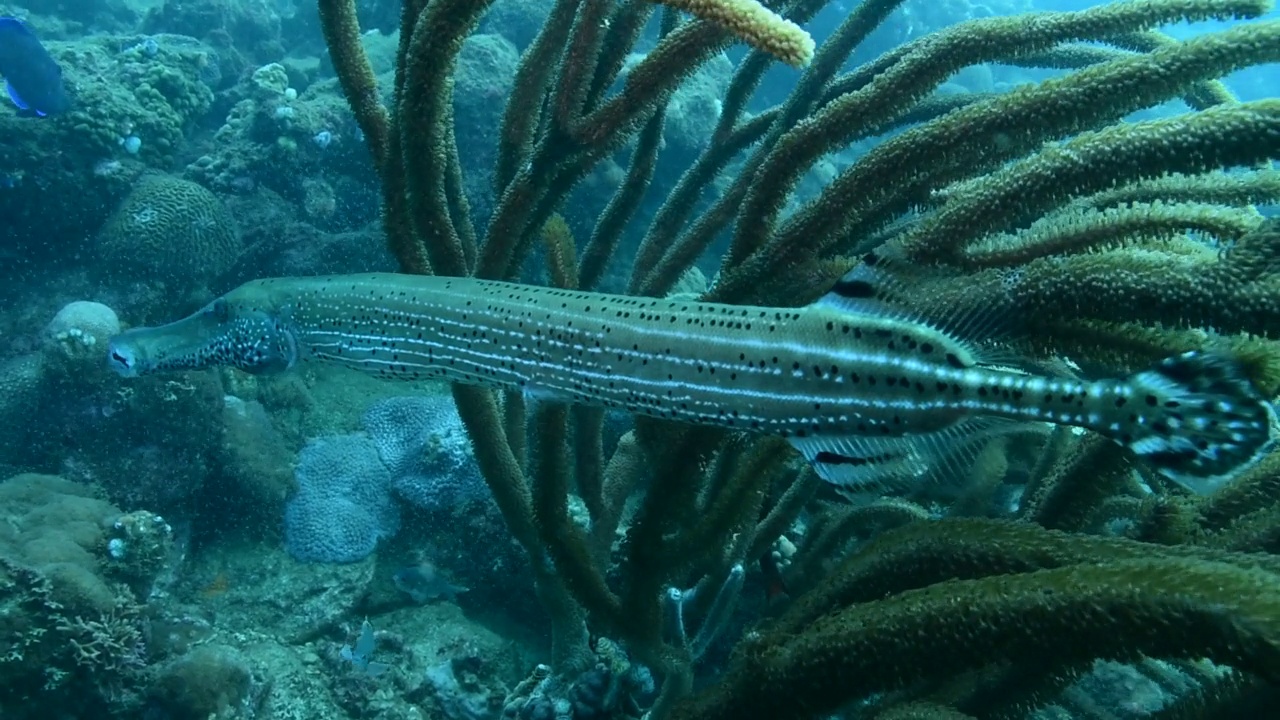 Trumpetfish。视频素材