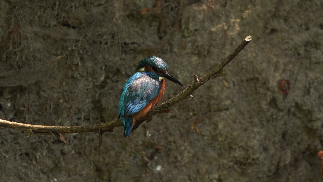 一只雄性翠鸟(Alcedo atthis)坐在鸟巢前的树枝上视频素材