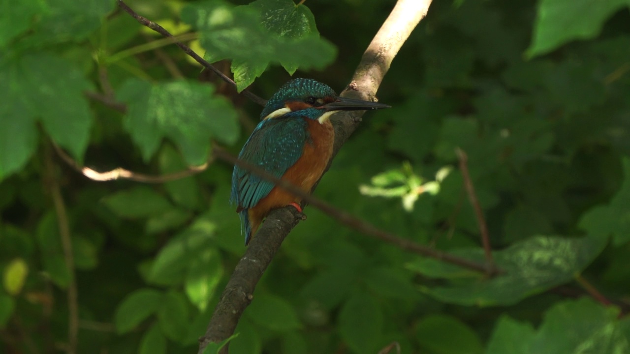 一只雄性翠鸟(Alcedo atthis)在闪烁的阳光下坐在树枝上视频素材